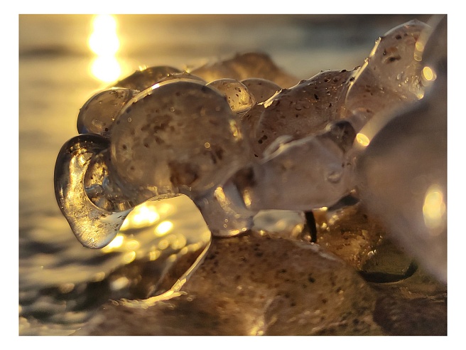 Берег Волги в Саратове усыпали "грозди винограда" 