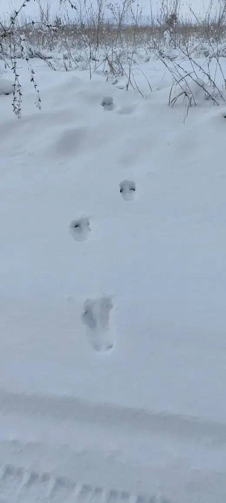 В Саратовской области начали считать диких животных