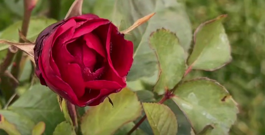 На Театральной площади высадили тысячи кустов роз и спиреи