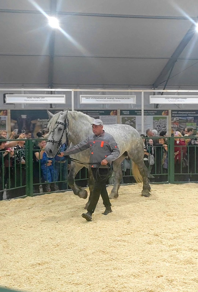 Дэйнерис из Саратовской области завоевала золото на всероссийской агропромышленной выставке