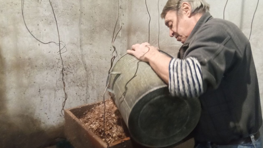 В Саратовской области готовят семена сосны для будущих лесопосадок