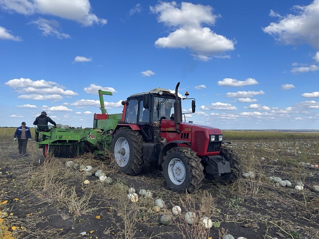 В Петровском районе начали уборку "грызовой" тыквы