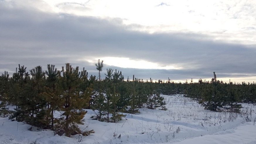 В Саратовской области 49 групп быстрого реагирования будут ловить желающих срубить елку