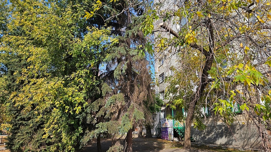 В городском парке Саратова планируют спилить еще 20 деревьев