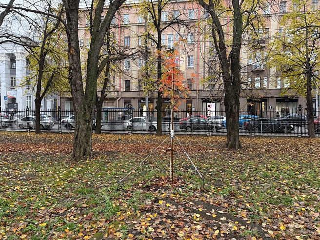 В "Липках" осенью высадили 90 деревьев-крупномеров 