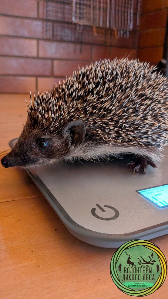 Из-за аномально теплой зимы в Саратовской области поменялись привычки животных