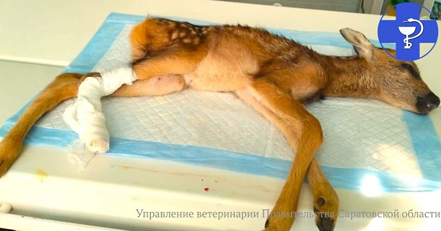 В Саратовской области ветеринары спасли детеныша косули после наезда комбайна