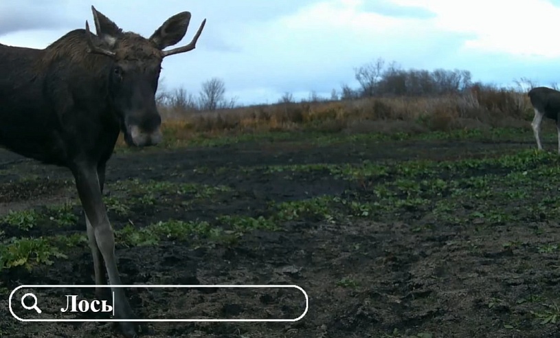 Любопытные лось и косуля изучали фотоловушку биологов на урочище под Саратовом