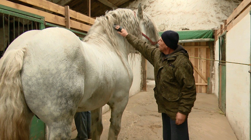 Элитные лошади заработали саратовскому фермеру сотни кубков и медалей 
