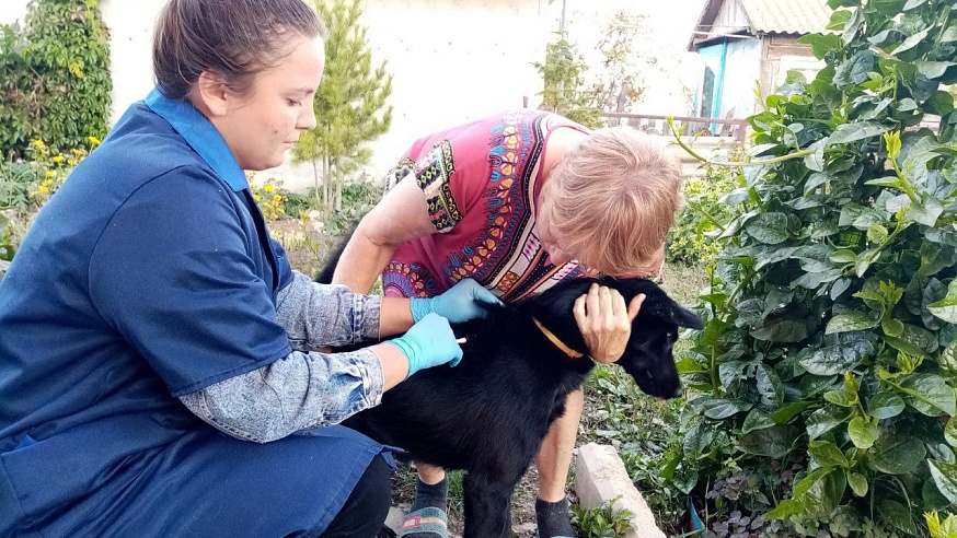 С начала года в Саратовской области от бешенства привили почти 100 тысяч кошек и собак