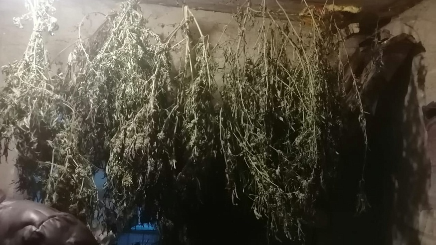 Житель Саратова в квартире хранил почти 7 кг марихуаны и конопли