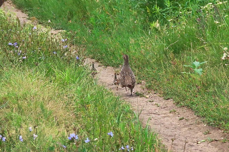 Экоактивисты посчитали птиц на урочище Лысая Гора