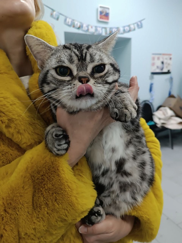 В Саратовской области ветеринары за зимние праздники оказали помощь более 620 пациентам