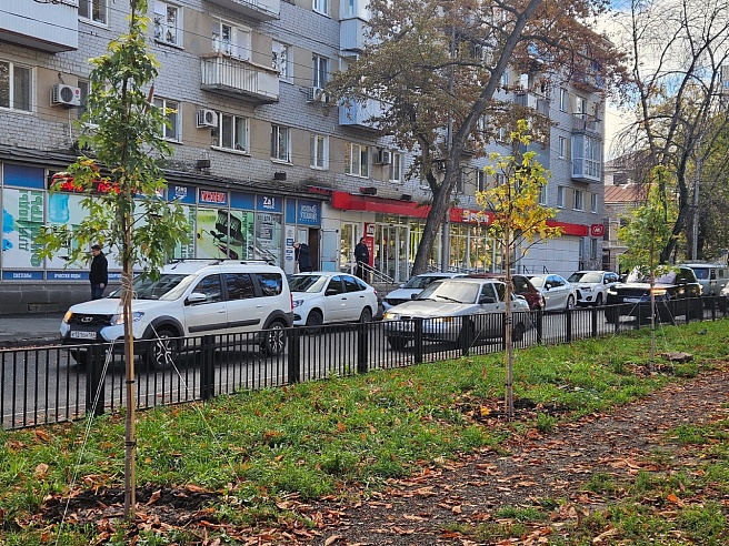 В сквере на Рахова высадили шершавый вяз и липы