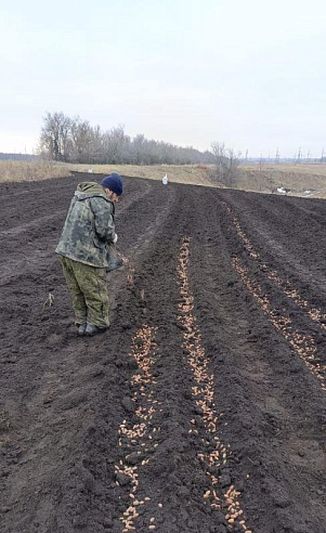 В Саратовской области заготовили более 11 тонн семян для воспроизводства лесов