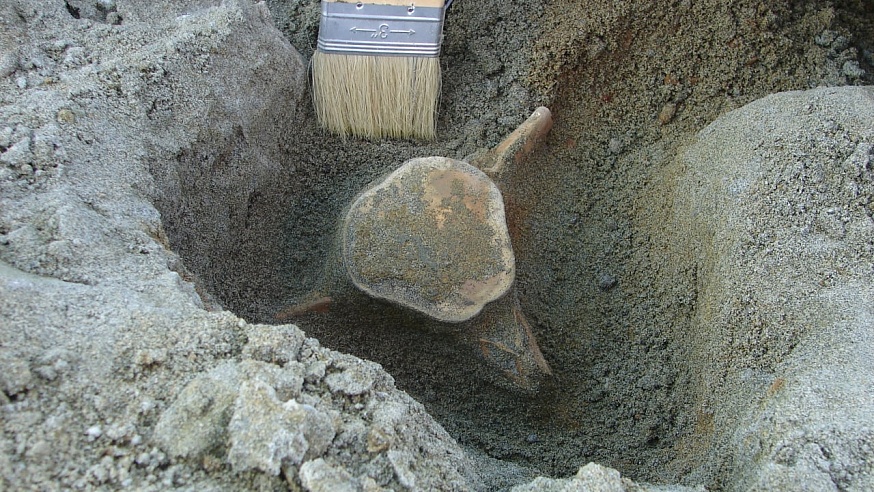 Саратовские палеонтологи нашли гигантских морских черепах в Нижнем Поволжье