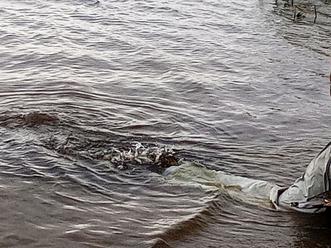 В Саратовском водохранилище проходят научные экспедиции