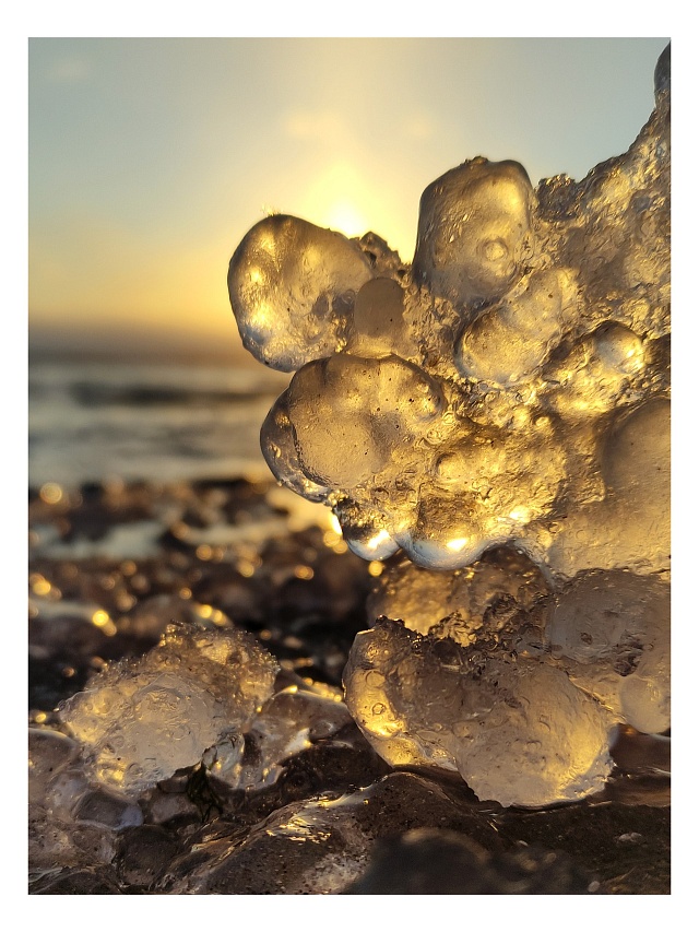 Берег Волги в Саратове усыпали "грозди винограда" 