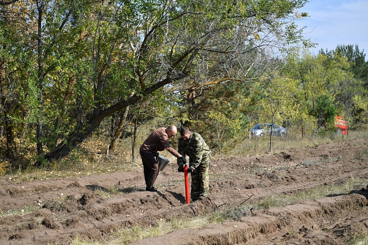 За 20 лет в Саратовской области площадь лесов увеличилась в 4 раза