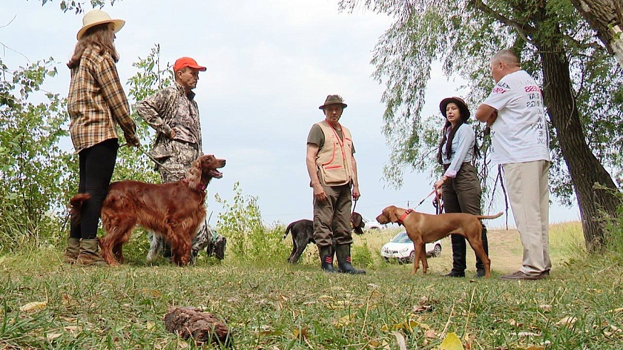 Саратовские охотники вышли в поля с легавыми