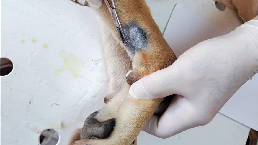 Под Саратовом ветеринары спасли собаку, которая попалась на рыболовный крючок
