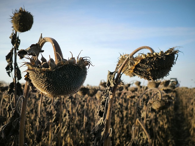 Петровский район поддержит фермера в строительстве домов для аграриев через госпрограмму