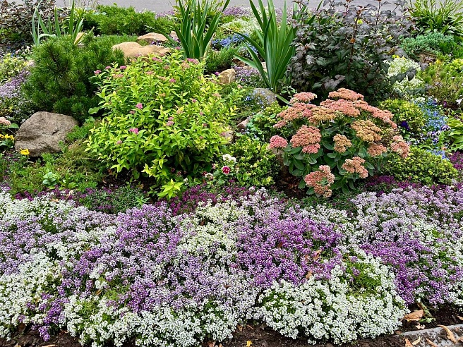 В "Липках" Саратова высадили алиссум