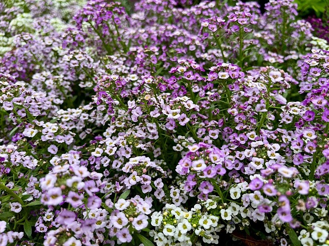 В "Липках" Саратова высадили алиссум