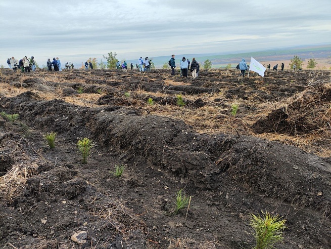 Белую акацию назвали перспективной породой для лесовосстановления в Саратовской области