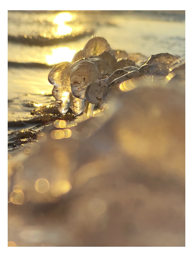 Берег Волги в Саратове усыпали "грозди винограда" 