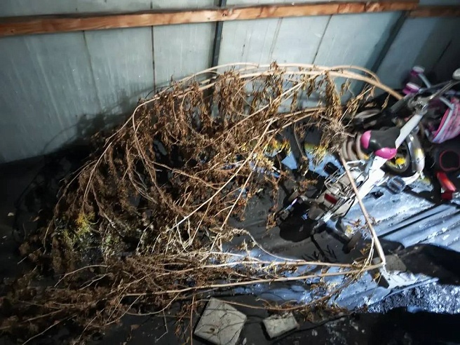 Сбыт в момент сделки и три куста в теплице: саратовцу грозит до 10 лет по "наркотической" статье