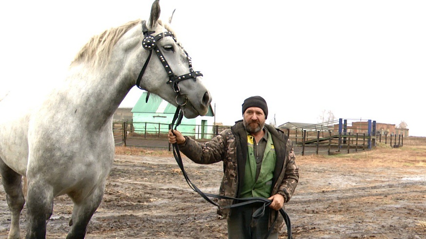 Элитные лошади заработали саратовскому фермеру сотни кубков и медалей 