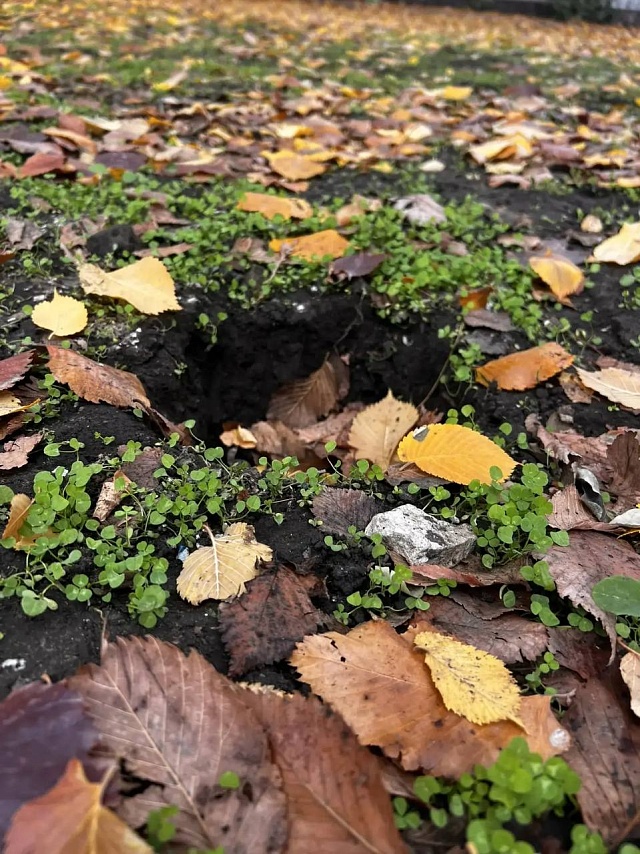 В Саратове вандалы выкопали цветы в сквере на Ильинской площади