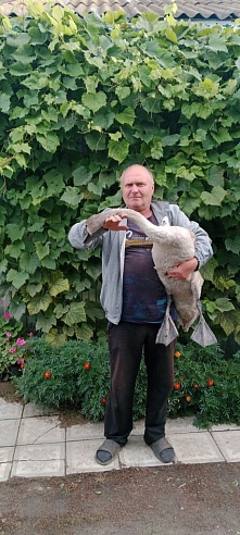 Жители Аткарска отбили лебедя у бродячих собак