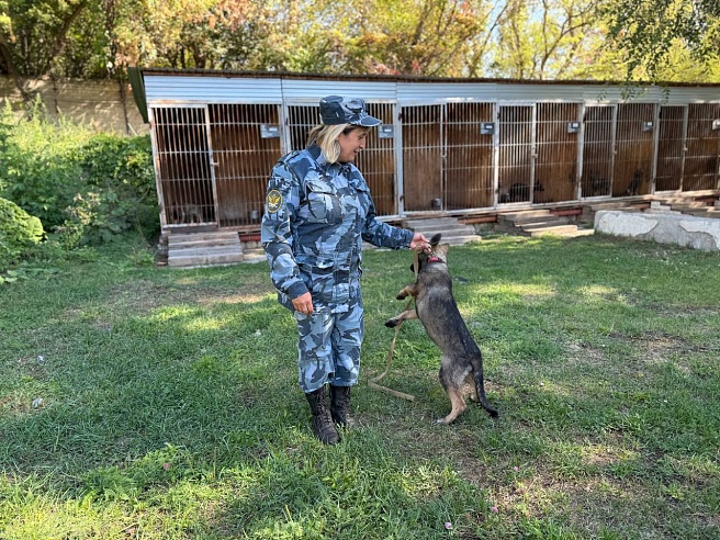 Девять щенков немецкой овчарки отправили из саратовского питомника в Дагестан