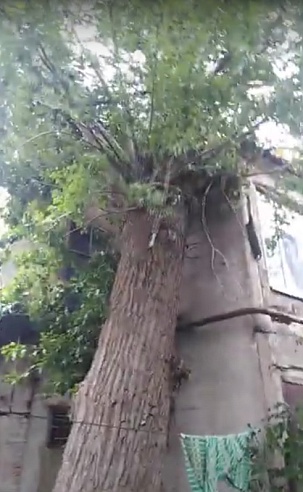 В Волжском районе после ливня дерево упало на столетний дом