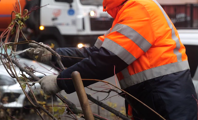 Более 400 новых деревьев появится на улицах Саратова этой осенью