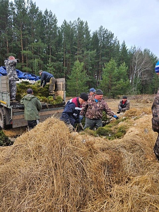 В Саратовской области восстановлено лесов в 10 раз больше необходимого