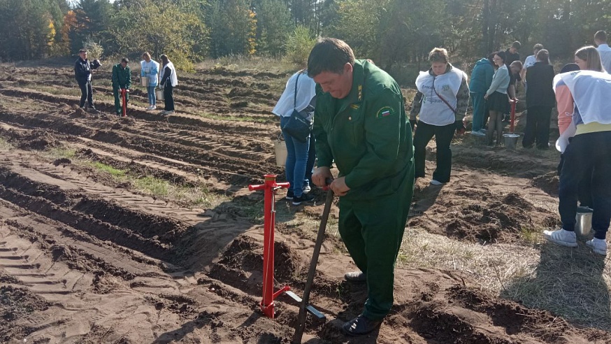 Участники акции "Сохраним лес" увеличили Марксовские леса на 2000 юных деревьев