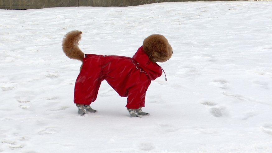 Саратовские моржи ныряют за молодостью и здоровьем