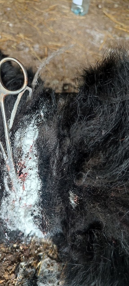 Саратовские ветеринары прооперировали собаку с вросшей в шею цепью