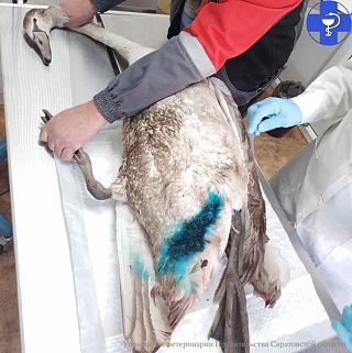 В Балакове ветеринары спасли раненого лебедя