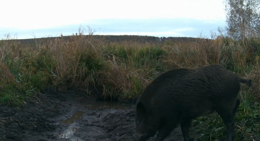 Любопытные лось и косуля изучали фотоловушку биологов на урочище под Саратовом