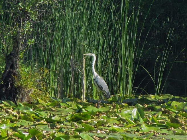 Экоактивисты посчитали птиц на урочище Лысая Гора