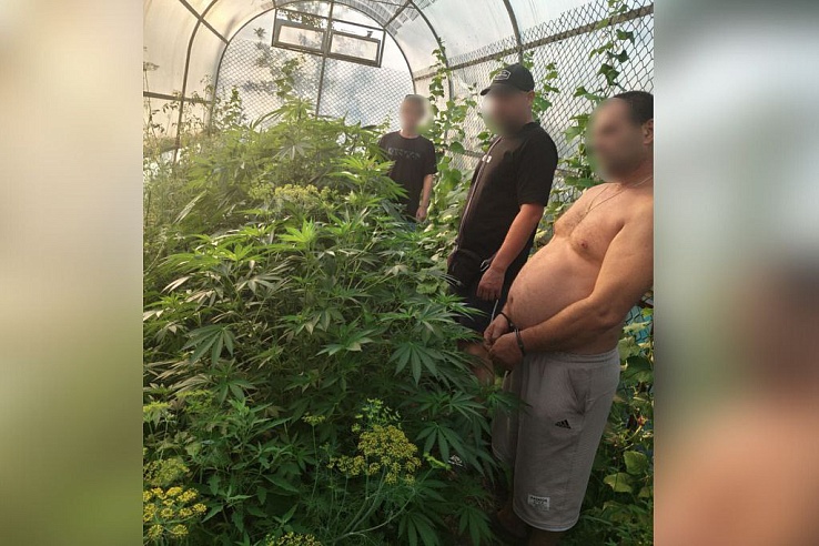 Саратовец вырастил вместе с огурцами 20 кустов конопли