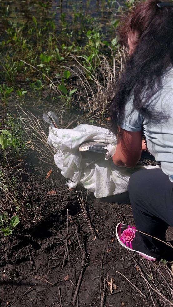 Под Саратовом школьники спасли цаплю после нападения коршуна