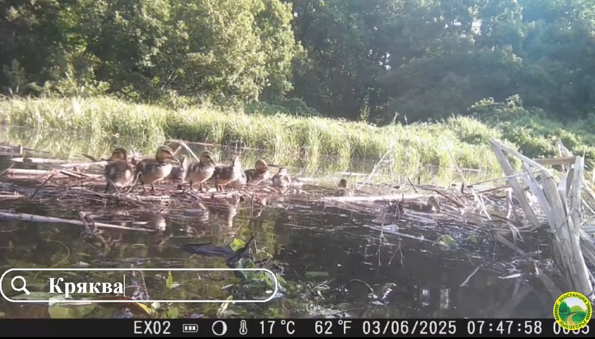 Любопытные лось и косуля изучали фотоловушку биологов на урочище под Саратовом