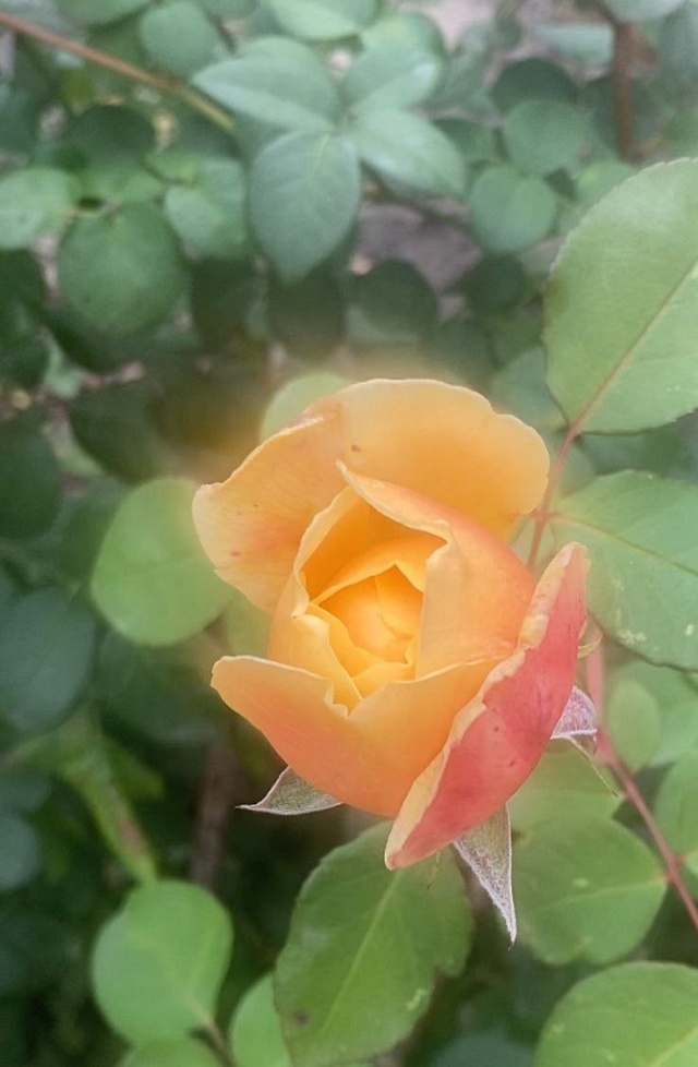 Саратовцы делятся фотографиями "зимнего" урожая