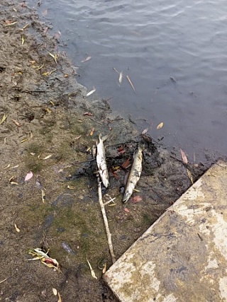 Елшанка Саратов водоём