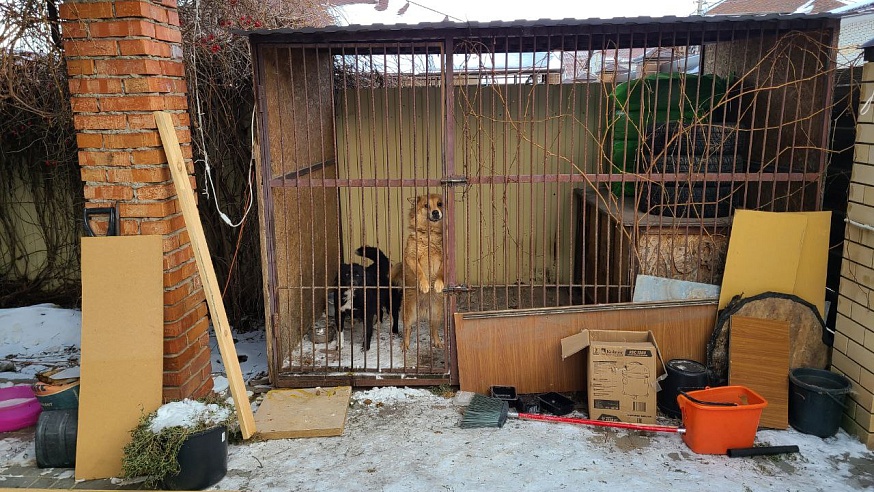 В Энгельсе енотовидная собака залезла в вольер с домашними псами и устроила драку